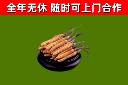 坪山区回收冬虫夏草